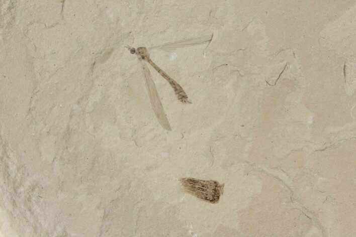 Fossil Crane Fly (Pronophlebia) - Green River Formation #94986